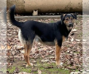 Australian Kelpie-Australian Shepherd Mix Dogs for adoption in Lake Elsinore, CA, USA