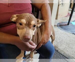 Chihuahua Dogs for adoption in San Antonio, TX, USA