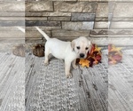 Small Photo #3 Labrador Retriever Puppy For Sale in GOLD CREEK, MT, USA
