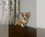 Small #63 Pembroke Welsh Corgi