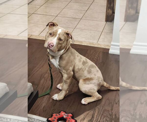 Medium Photo #1 American Bulldog Puppy For Sale in Brights Grove, Ontario, Canada