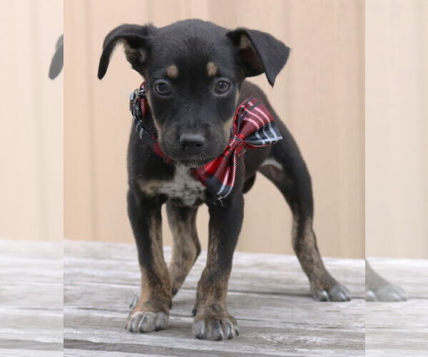 Medium Photo #1 Chihuahua-Unknown Mix Puppy For Sale in Bandera, TX, USA