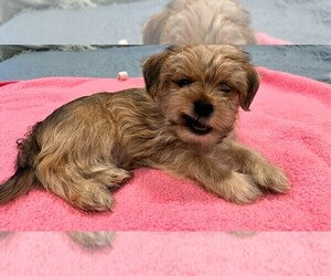 Shorkie Tzu Puppy for Sale in VAN NUYS, California USA