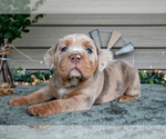 Puppy Suki Beabull