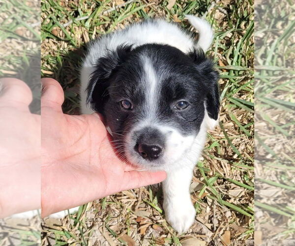 Medium Photo #1 Border Collie-Unknown Mix Puppy For Sale in Brewster, NY, USA
