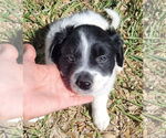 Small Border Collie Mix