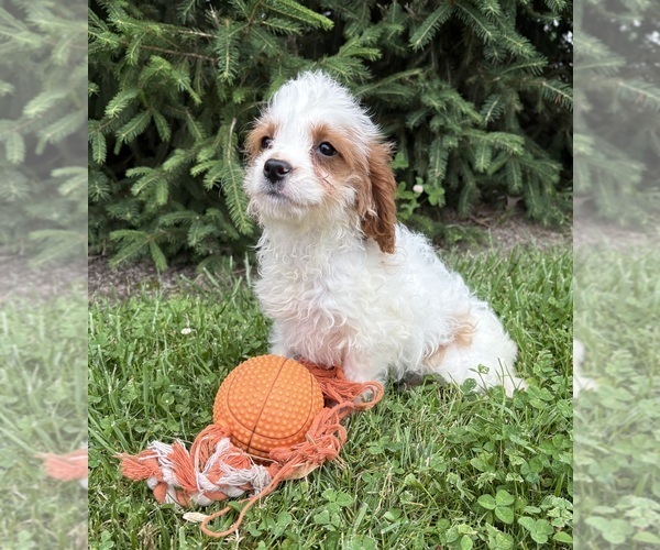 Medium Photo #3 Golden Mountain Doodle Puppy For Sale in MIDDLEBURY, IN, USA