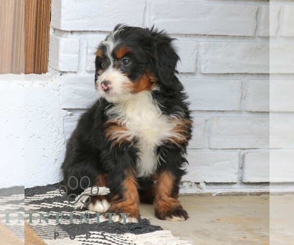 Medium Photo #3 Bernedoodle (Miniature) (+ Poodle Miniature) Puppy For Sale in NARVON, PA, USA