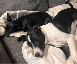Cookie - Male Mutt Dog for Adoption - Photo #6