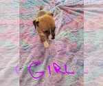 Puppy Puppy 2 Jack Chi