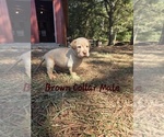 Puppy Brown Collar Labrador Retriever