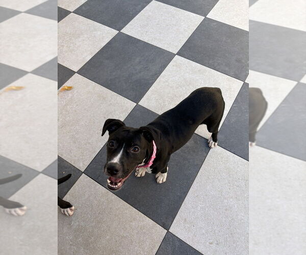 Medium Photo #5 American Pit Bull Terrier-Labrador Retriever Mix Puppy For Sale in Dana Point, CA, USA