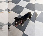 Small #4 American Pit Bull Terrier-Labrador Retriever Mix