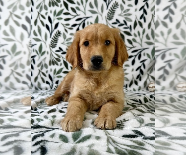 Medium Photo #4 Golden Retriever Puppy For Sale in GREENFIELD, IN, USA