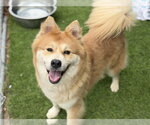 Small Photo #2 Chow Chow-Unknown Mix Puppy For Sale in Chula Vista, CA, USA