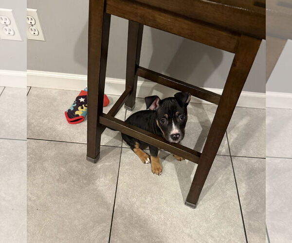 Medium Photo #4 Mutt Puppy For Sale in Philadelphia, PA, USA