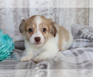 Havanese Puppy for sale in SHILOH, OH, USA