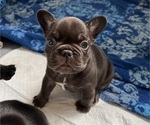 Puppy Puppy 3 French Bulldog