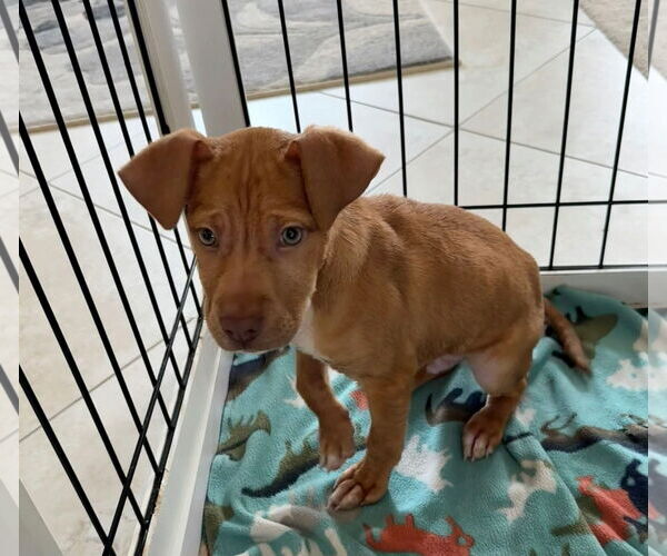 Medium Photo #12 American Pit Bull Terrier-Unknown Mix Puppy For Sale in Germantown, OH, USA