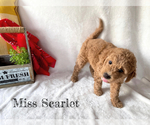 Small #1 Goldendoodle-Woodle Mix