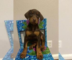 Doberman Pinscher Dogs for adoption in RANCHO CUCAMONGA, CA, USA