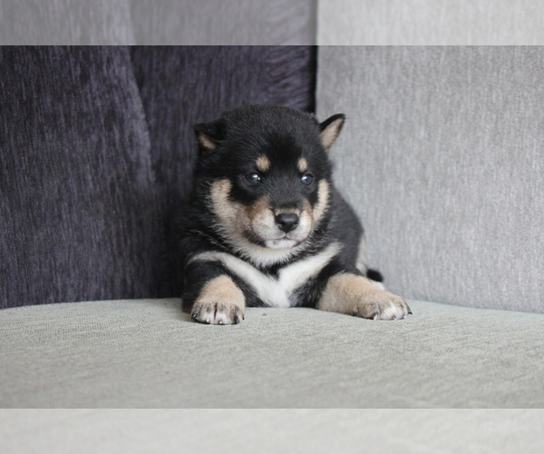 Medium Photo #6 Shiba Inu Puppy For Sale in MIAMI, FL, USA