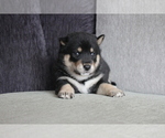 Small Photo #6 Shiba Inu Puppy For Sale in MIAMI, FL, USA