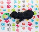 Small #6 Yorkshire Terrier