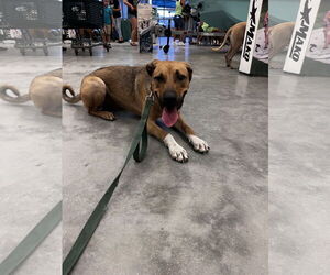 Oscar - Male German Shepherd Dog-Unknown Mix Dog for Adoption - Photo #2