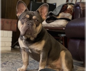 French Bulldog Puppy for sale in FAYETTEVILLE, NC, USA