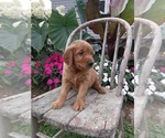 Small Photo #56 Golden Retriever Puppy For Sale in GREENWOOD, WI, USA