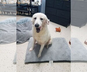 Great Pyrenees-Unknown Mix Dogs for adoption in Houston, TX, USA