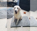 Small Great Pyrenees Mix