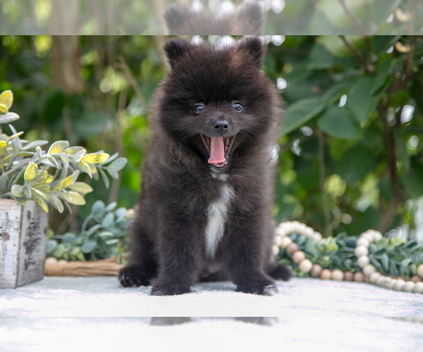 Medium Photo #7 Pomeranian Puppy For Sale in SALEM, IN, USA