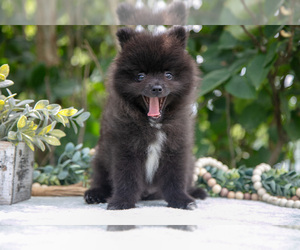 Medium Pomeranian