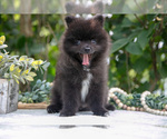 Puppy River Pomeranian