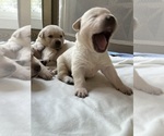 Small #15 Labrador Retriever