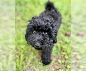 Poodle (Toy)-Schnauzer (Miniature) Mix Puppy for sale in OOLTEWAH, TN, USA