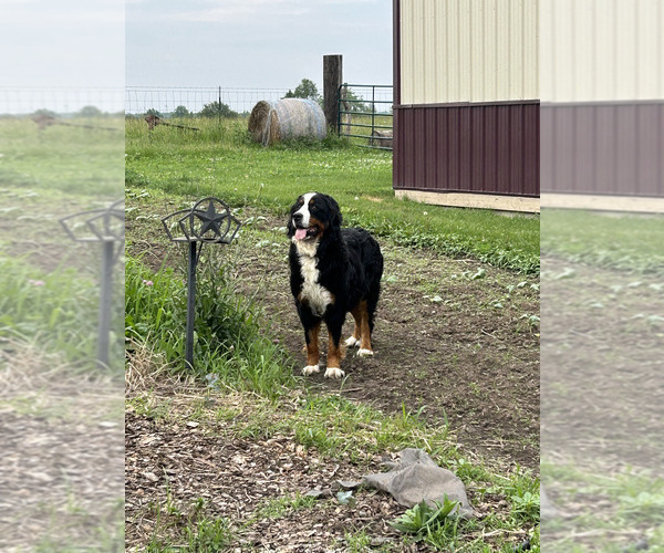 Medium Photo #1 Bernese Mountain Dog Puppy For Sale in KIRKSVILLE, MO, USA