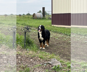 Mother of the Bernese Mountain Dog puppies born on 04/22/2025