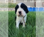 Small Photo #1 English Springer Spaniel Puppy For Sale in LYNDEN, WA, USA