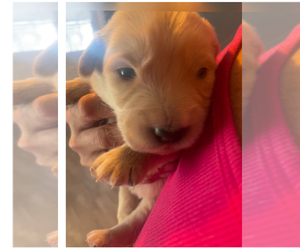Golden Retriever Puppy for sale in YUMA, AZ, USA