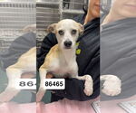 Small #1 Mutt