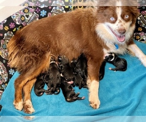 Mother of the Miniature Australian Shepherd puppies born on 08/26/2022