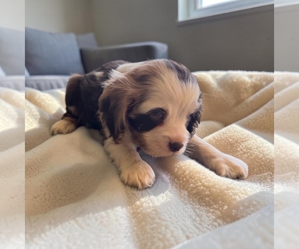 Medium Photo #2 Cocker Spaniel Puppy For Sale in MONTPELIER, OH, USA