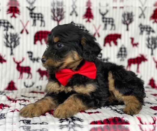 Medium Photo #2 F2 Aussiedoodle Puppy For Sale in LANCASTER, PA, USA