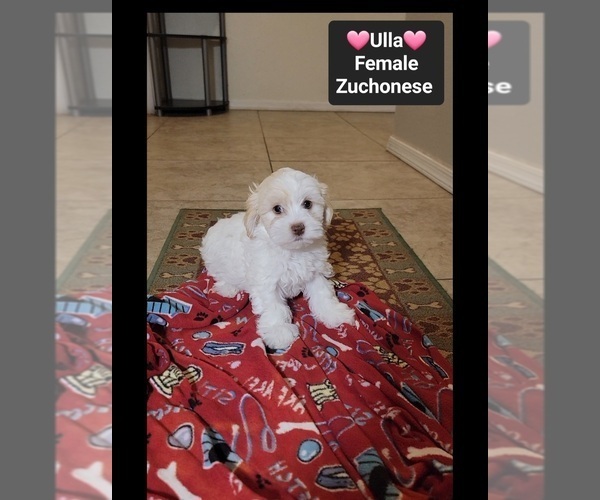 Medium Photo #3 Havanese-Zuchon Mix Puppy For Sale in TUCSON, AZ, USA