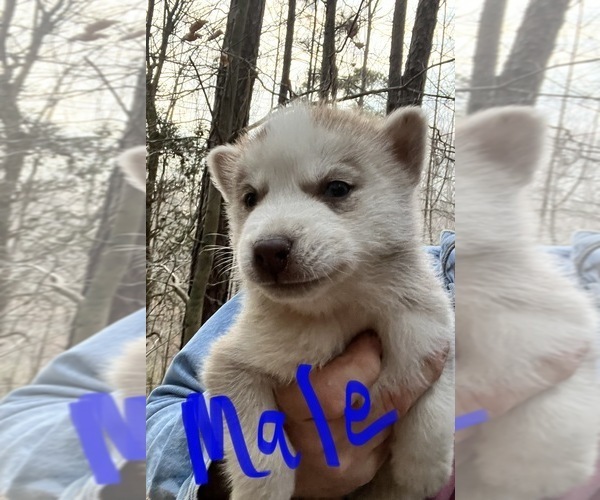 Medium Photo #5 Siberian Husky Puppy For Sale in WILLIAMSBURG, VA, USA