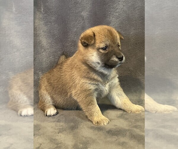 Medium Photo #4 Shiba Inu Puppy For Sale in SNOHOMISH, WA, USA