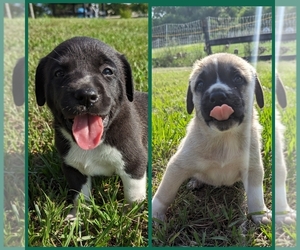 Belgian Malinois-Great Pyrenees Mix Puppy for sale in INDIANTOWN, FL, USA
